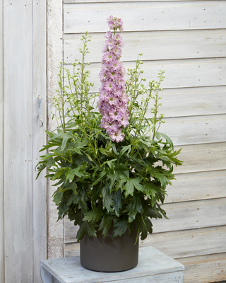 Delphinium Delgenius Juliette