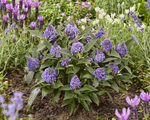 Buddleja Rockstar Blue