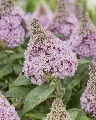 Buddleja Rockstar Pink