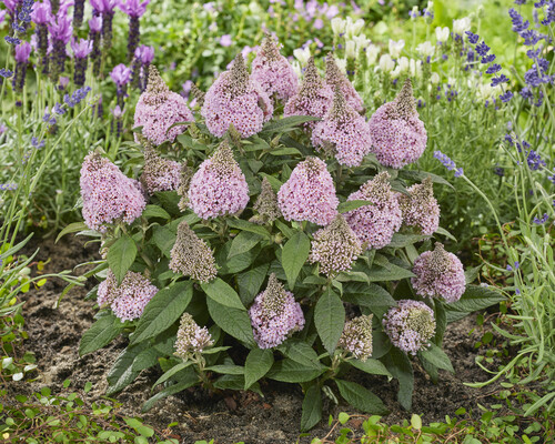 Buddleja Rockstar Pink