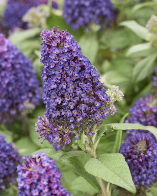 Buddleja Rockstar Purple