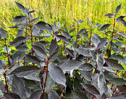 Cornus Nightfall