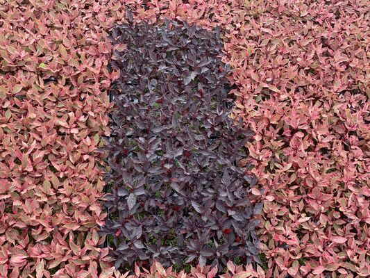 Cornus Nightfall