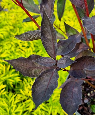 Cornus Nightfall