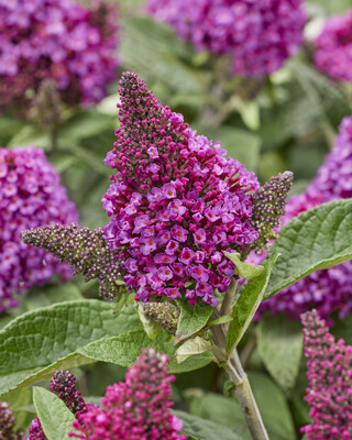 Buddleja Rockstar Red