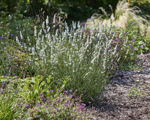 Lavandula Exceptional