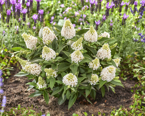 Buddleja Rockstar White