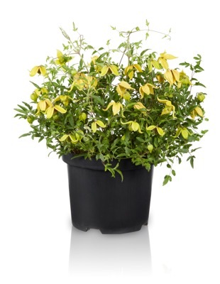 Clematis-Little Lemons_Pot