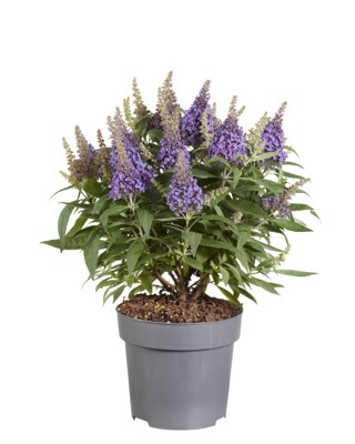 Buddleja-Little Lila_Pot