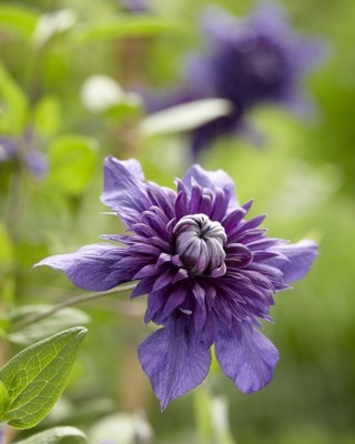 Clematis Kokonoe_Close up flower