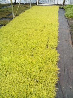 Hakonechloa-Sunflare_Nursery