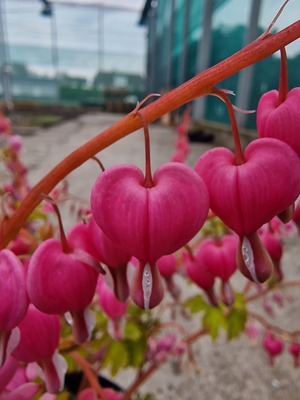 Dicentra Jolly Hearts Amore