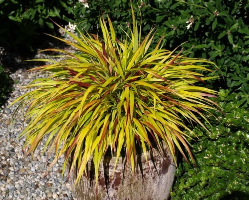 Hakonechloa-Sunflare_Pot