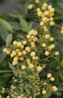 Nandina-Brightlight_Close up flower