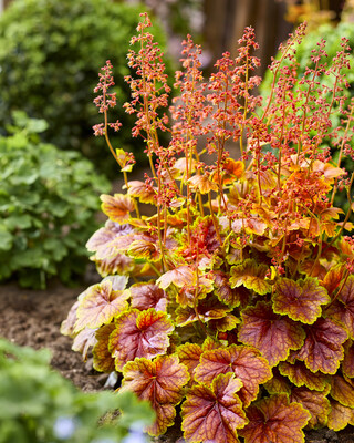 Heuchera Eternal Flame