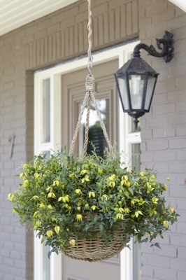 Clematis-Little Lemons_Patio