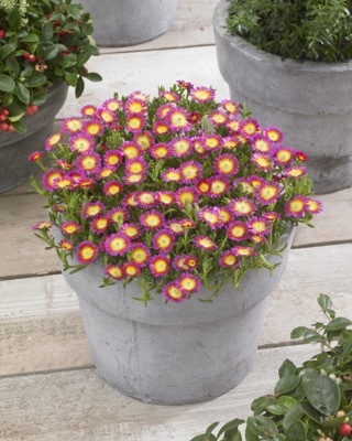 Delosperma-Hot Pink Wonder_Patio