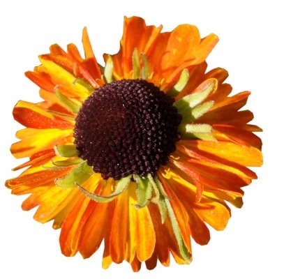 Helenium-Short n Sassy_Close up flower