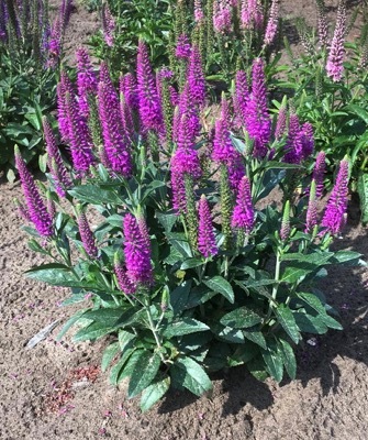 Veronica-Purplegum Candles_Garden