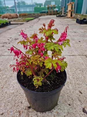 Dicentra Jolly Hearts Amore