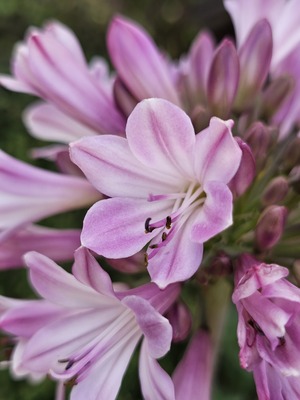 Agapanthus Poppin' Pink