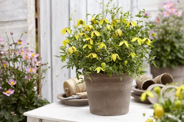 Clematis-Little Lemons_Patio