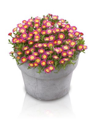 Delosperma-Hot Pink Wonder_Pot