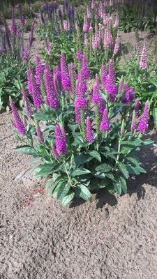 Veronica-Purplegum Candles_Garden