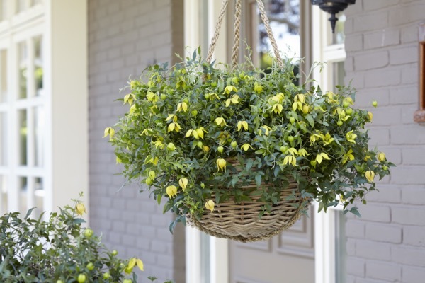 Clematis-Little Lemons_Patio