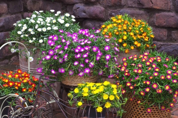 Delosperma-Hot Pink Wonder_General