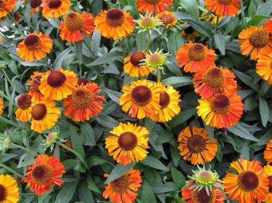 Helenium-Short n Sassy_Flower