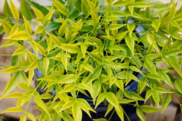 Nandina-Brightlight_Foliage