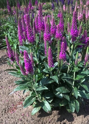 Veronica-Purplegum Candles_Flower