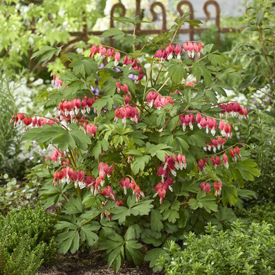 Dicentra Jolly Hearts Love
