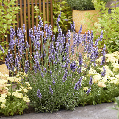 Lavandula Sensational