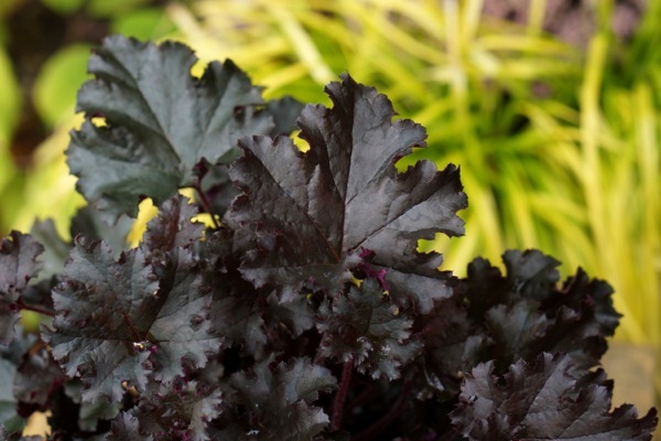 Heuchera-Dark Secret_Close up foliage