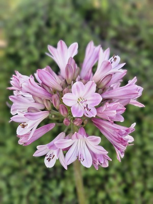 Agapanthus Poppin' Pink