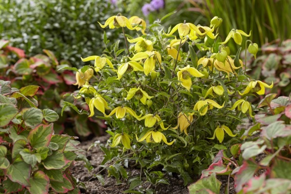 Clematis-Little Lemons_Garden