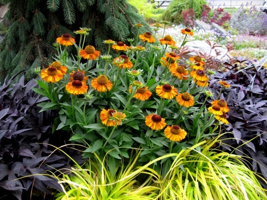 Helenium-Short n Sassy_Garden