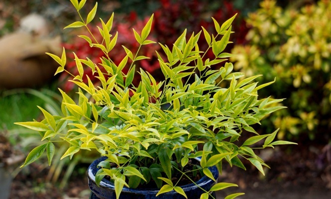 Nandina-Brightlight_Patio