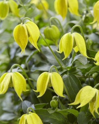 Clematis-Little Lemons_Flower