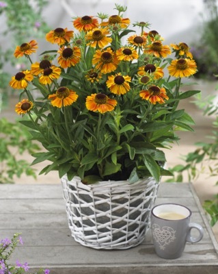 Helenium-Short n Sassy_Patio