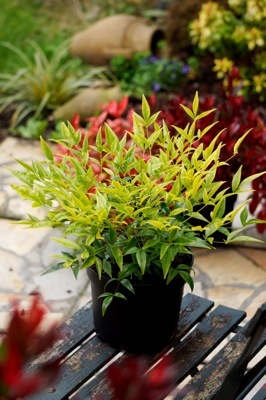 Nandina-Brightlight_Patio