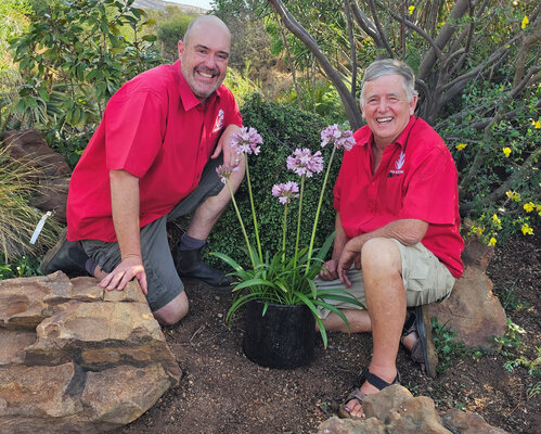 Agapanthus Poppin' Pink