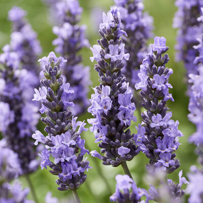 Lavandula Sensational