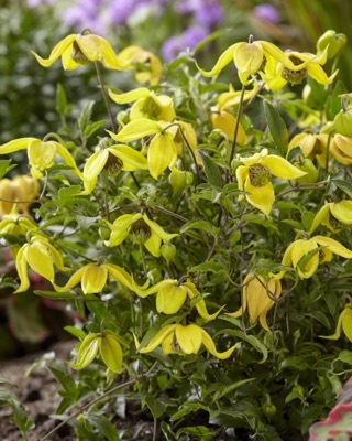 Clematis-Little Lemons_Flower