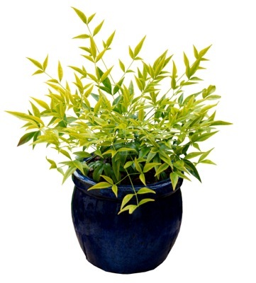 Nandina-Brightlight_Pot