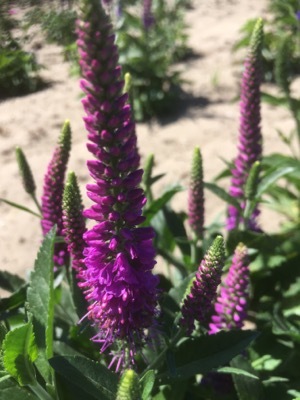 Veronica-Purplegum Candles_Close up flower