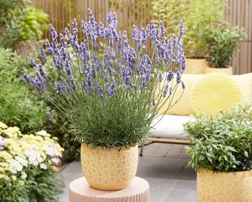 Lavandula Sensational