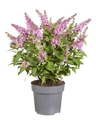 Buddleja-Little Pink_Pot